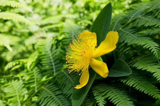 Tutsan (Hypericum androsaemum) Flower