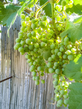 Detalle de racimos de uvas blancas ,cuando todav&iacute;a est&aacute;n verdes sin madurar en verano, en la parra