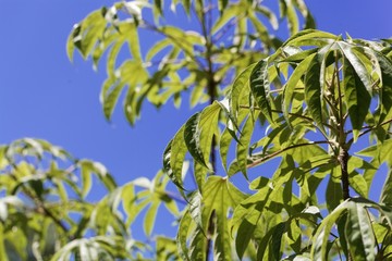Leaves of a castor aralia, Kalopanax septemlobus