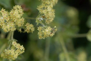 Flowers of the lady's mantle Alchemilla glaucescens
