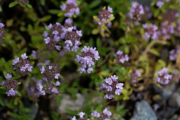 Flowers of Hungarian thyme, Thymus pannonicus.