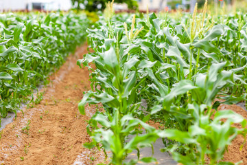 とうもろこし　畑　家庭菜園　農家　農業　農協　夏　野菜
