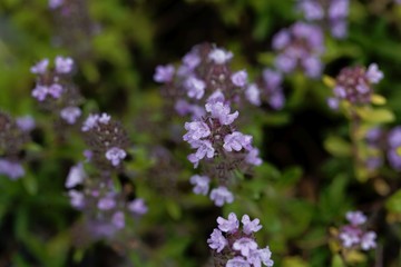 Flowers of Hungarian thyme, Thymus pannonicus.