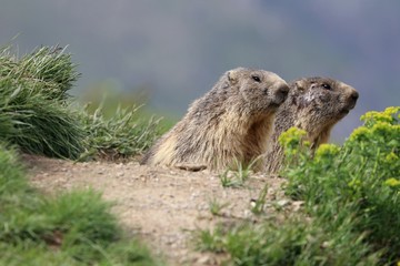 Marmotta
