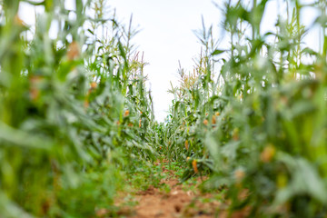 とうもろこし　畑　家庭菜園　農家　農業　農協　夏　野菜