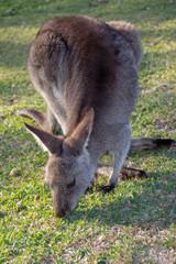 A kangaroo eating grass