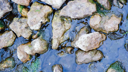 Stones in the swamp. Beautiful wildlife.