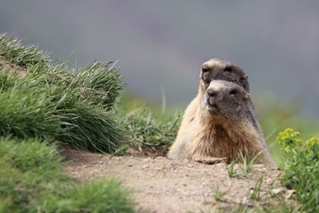 Marmotta