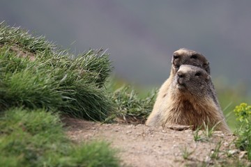 Marmotta