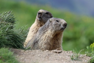 Marmotta