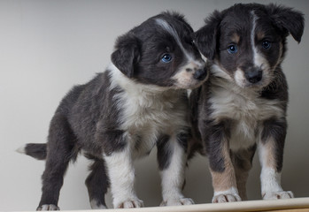 A couple of border collie dogs with blue eyes, adorable sheepdgos brothers together