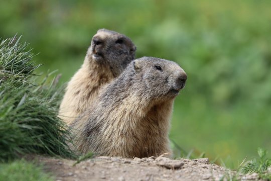 Marmotta