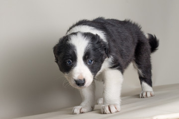 Naklejka na ściany i meble Beautiful dog with blue eyes border collie sheepdog