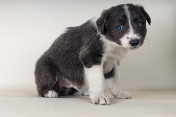 Naklejka na ściany i meble Border collie sitting on floor with blue eyes adorable dog -tex space down-