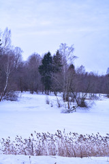 Dry reeds under the cloudy sky