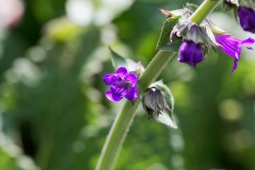 Pyrenean Dead-nettle, Horminum pyrenaicum.