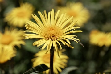Flower of Inula hirta