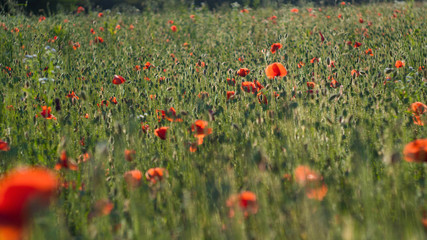 Field of poppies close up