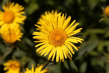 Flower of Inula hirta