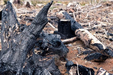 fire in the forest showing burnt wood and timber