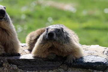 Marmotta