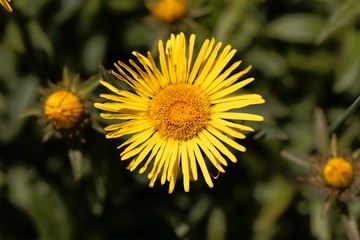 Flower of Inula hirta