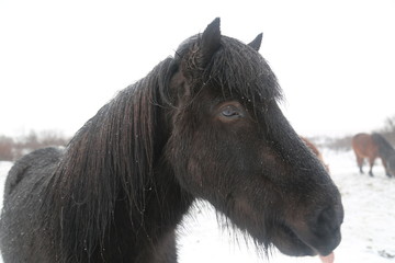 Iceland Horses 03
