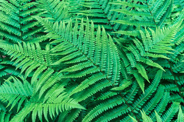 Green leaves of fern. Background of fern leaves.