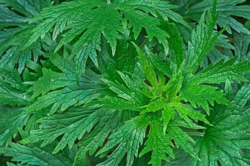 Naklejka na ściany i meble Green leaves of motherwort. Background with green leaves of Leonurus (Leonurus cardiaca).