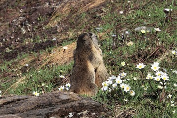 Marmotta