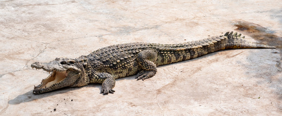 Large freshwater crocodile Sunbathing by the pool.