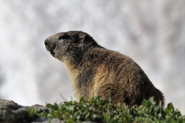 Marmotta