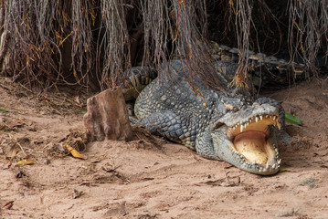 Large freshwater crocodile Lying in the trees.