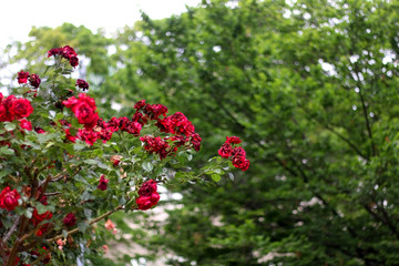 Red roses in a garden. Selective focus.