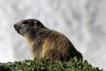 Marmotta
