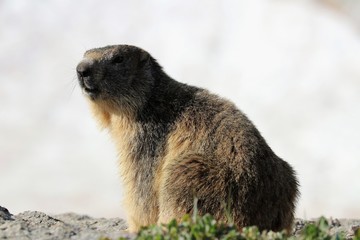 Marmotta