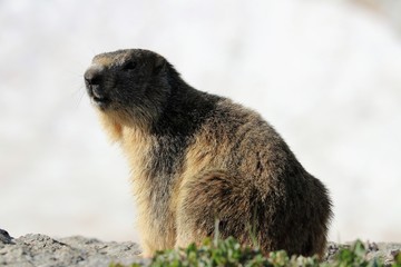 Marmotta