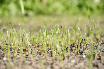 lawn