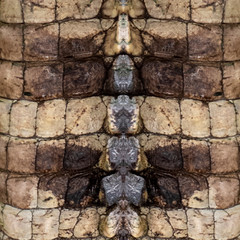 Genuine crocodile leather background image For making leather.