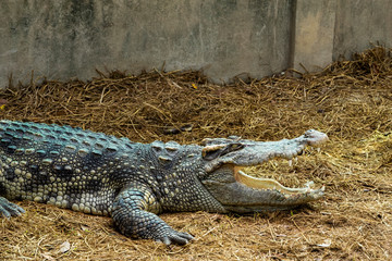 A large freshwater crocodile is sunbathing on the ground.