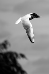 Black-headed gull in flight