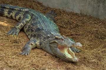 A large freshwater crocodile is sunbathing on the ground.