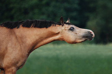 Portrait of a cream-coloured horse