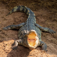 A large freshwater crocodile is sunbathing on the ground.