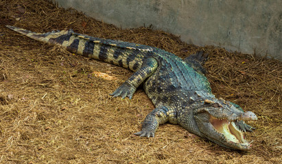 A large freshwater crocodile is sunbathing on the ground.