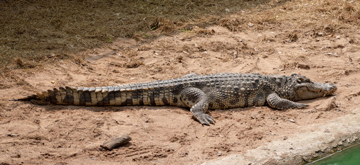 A large freshwater crocodile is sunbathing on the ground.