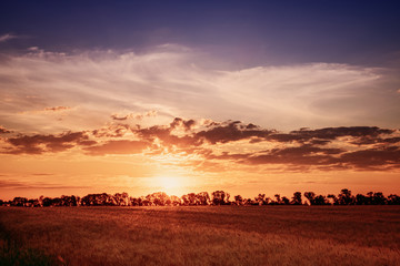 Fototapeta na wymiar Beautiful sunset over a wheat field and silhouettes of trees on the horizon