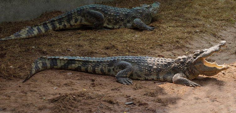 A large freshwater crocodile is sunbathing on the ground.