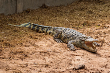 A large freshwater crocodile is sunbathing on the ground.
