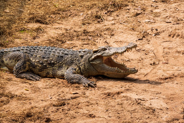 A large freshwater crocodile is sunbathing on the ground.